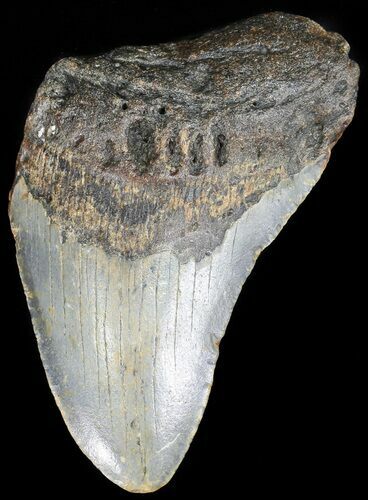 Partial Megalodon Tooth - North Carolina #48914